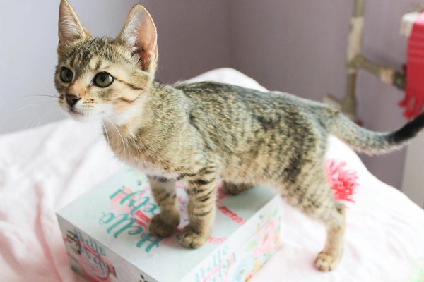 Comment gérer l'arthrose chez les chiens âgés pour améliorer leur qualité de vie ?