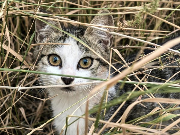 Quels sont les effets de la pollution sonore sur les comportements des oiseaux chanteurs?